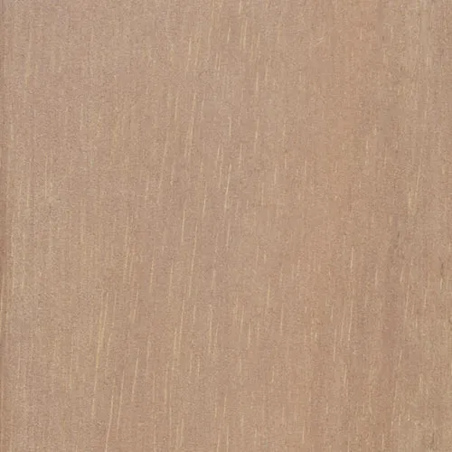 Acacia - BTDT-137