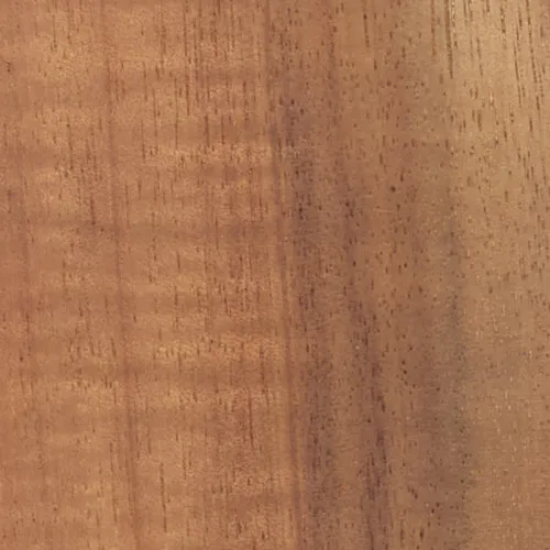Acacia - BTDT-157
