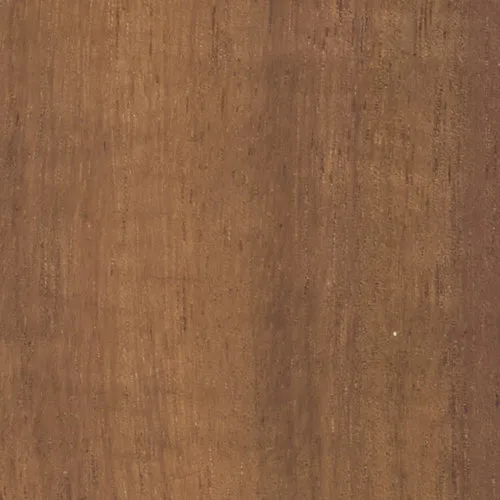 Acacia - BTDT-182