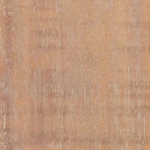 Acacia - BTDT-65