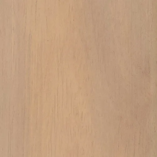 Acacia - HD05