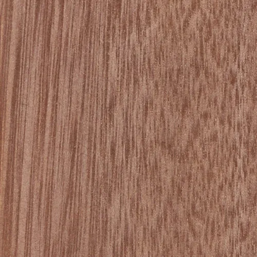 Eucalyptus - BTDT-188